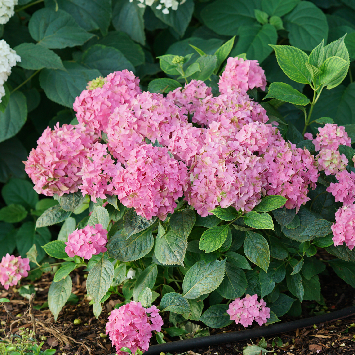 Image of Let's Dance Arriba Hydrangea bush in vase