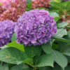 LET'S DANCE ¡Arriba!® Hydrangea - Image 4