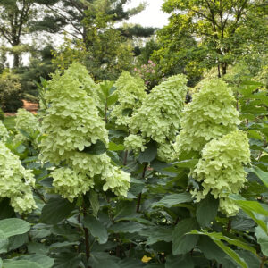 Hydrangea Limelight Prime® - Shrub