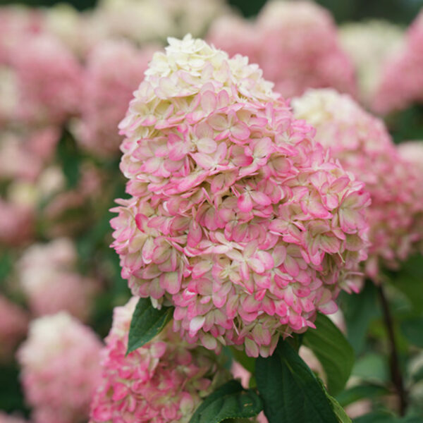 Hydrangea Limelight Prime® - Shrub