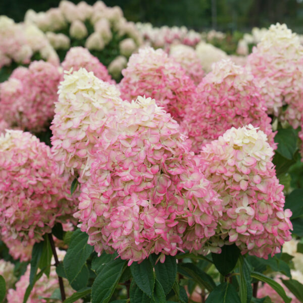 Hydrangea Limelight Prime® - Shrub