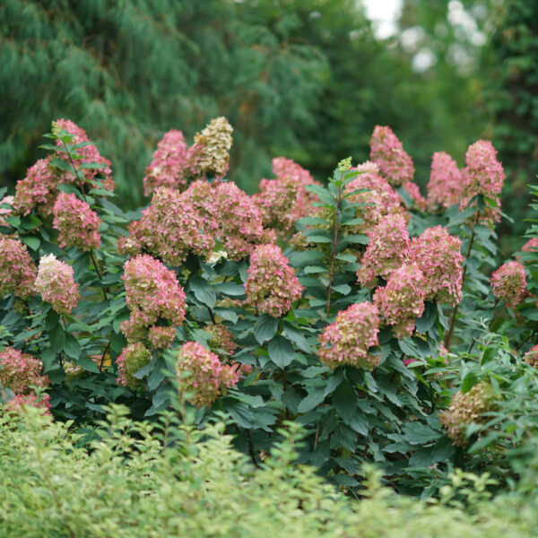 Hydrangea Limelight Prime® - Shrub