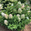 Hydrangea Quick Fire Fab® - Image 2