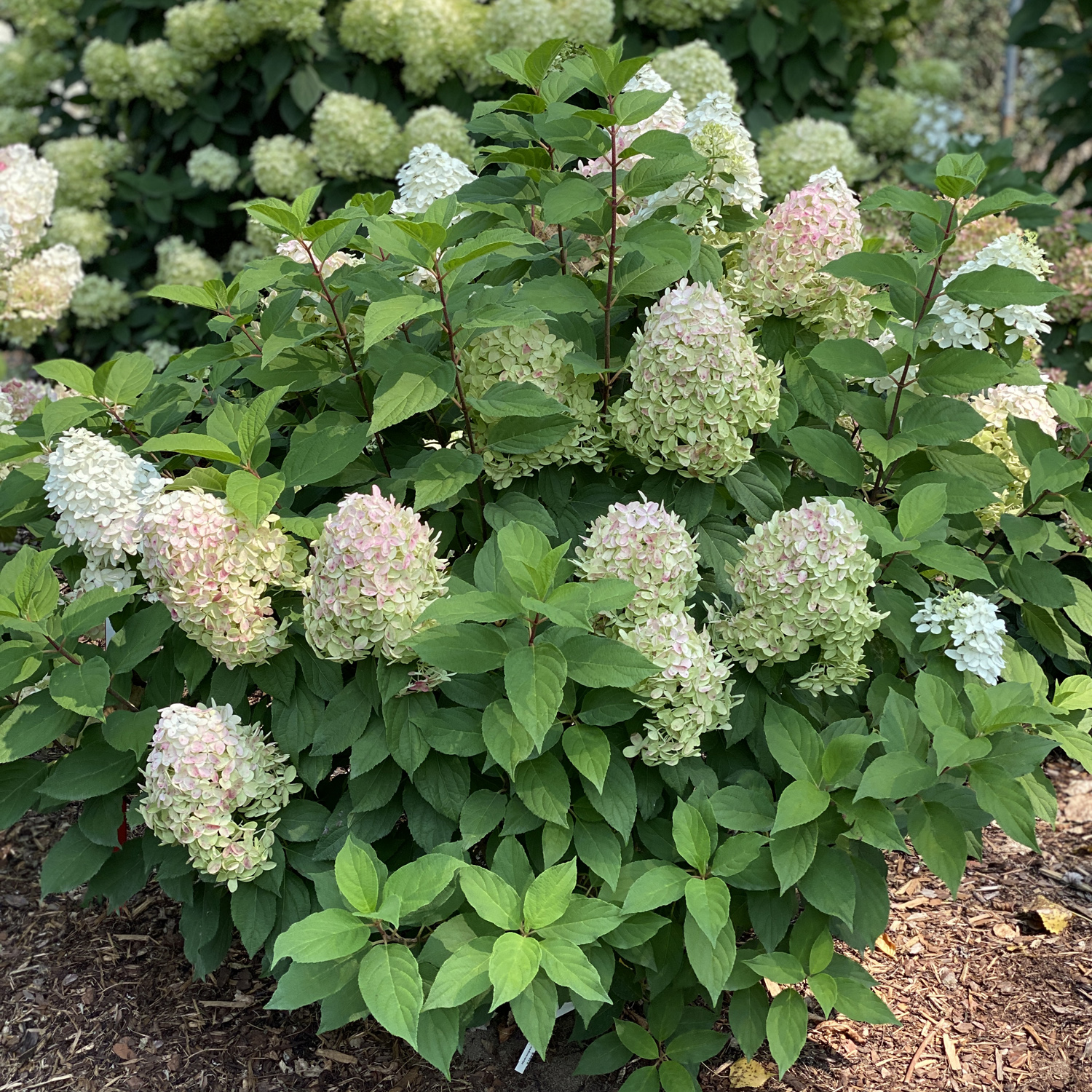 Hydrangea Quick Fire Fab Garden Crossings