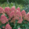 Hydrangea Quick Fire Fab® - Image 4