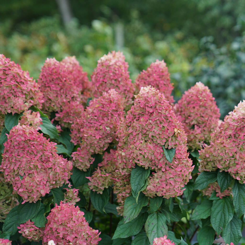 quickfire fab hydrangea