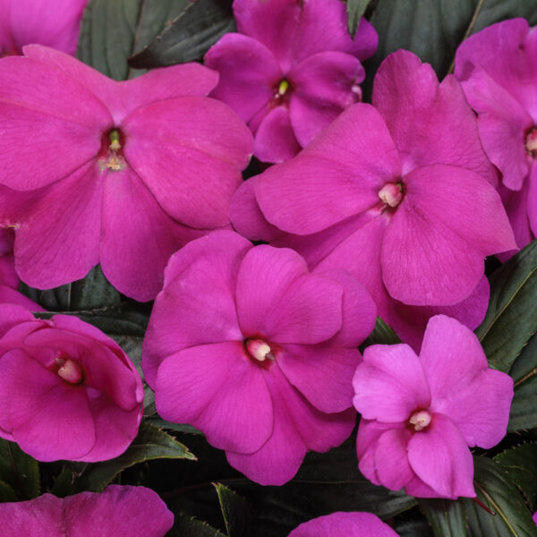 INFINITY® Light Purple Impatiens