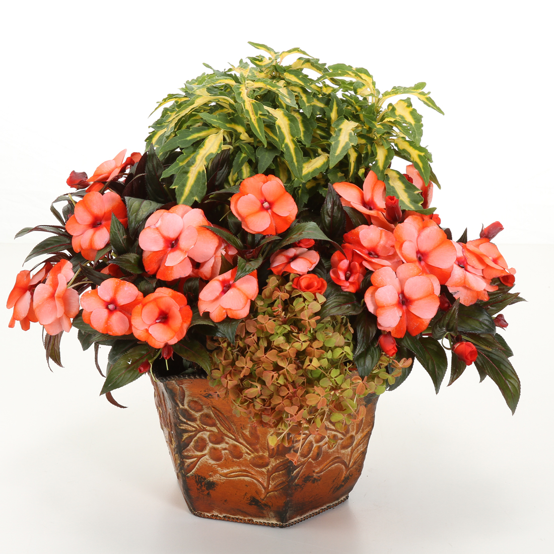 Infinity® Orange Frost Impatiens - Image 2