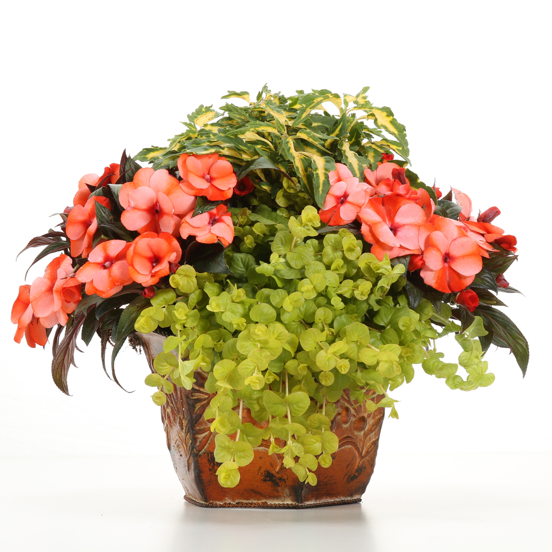 Infinity® Orange Frost Impatiens - Image 3