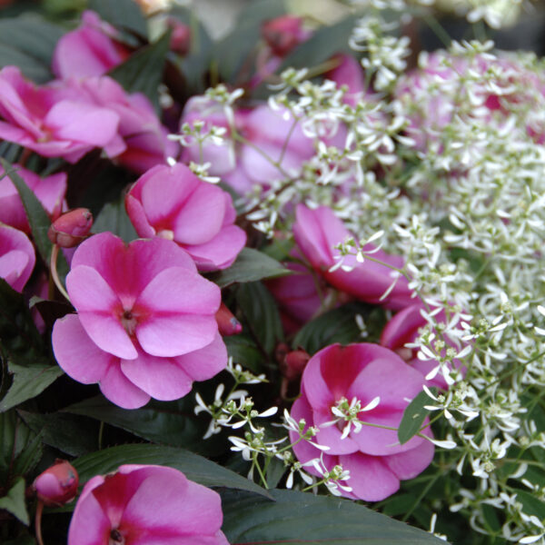 Infinity® Pink Frost Impatiens