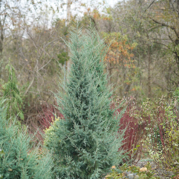 Juniperus AQUAVITA™