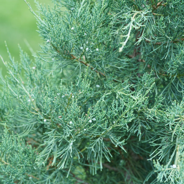 Juniperus AQUAVITA™ - Image 2