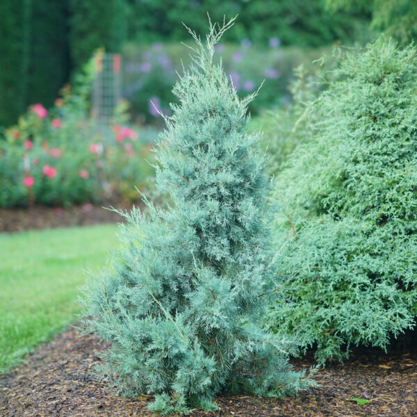 juniperus aquavita juniper PW
