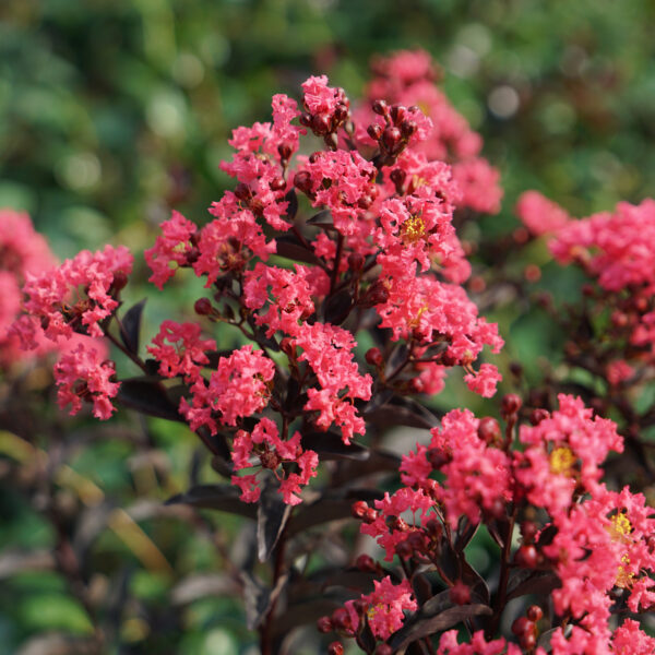 CENTER STAGE® Coral Crapemyrtle