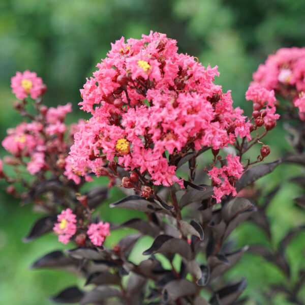 CENTER STAGE® Coral Crapemyrtle