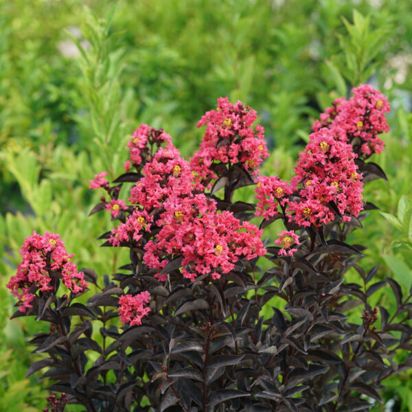 CENTER STAGE® Coral Crapemyrtle