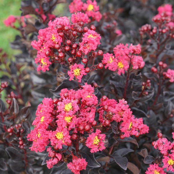 CENTER STAGE® Pink Crapemyrtle