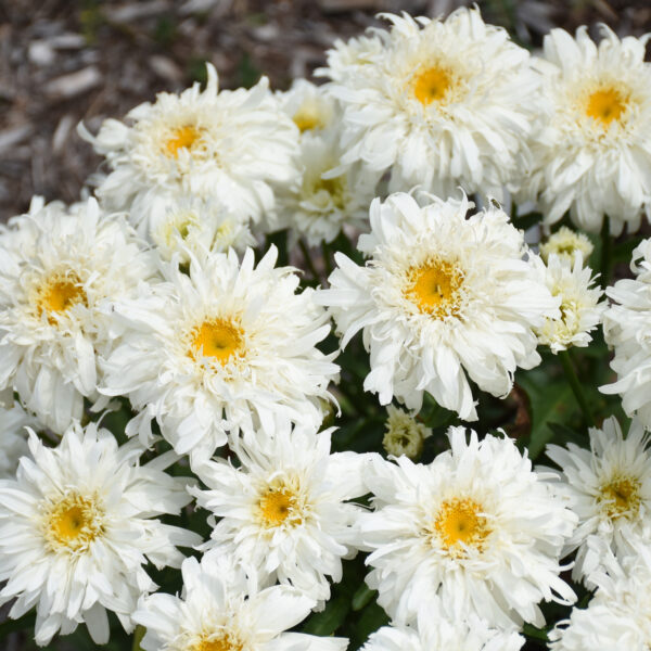 AMAZING DAISIES® 'Marshmallow' Shasta Daisy