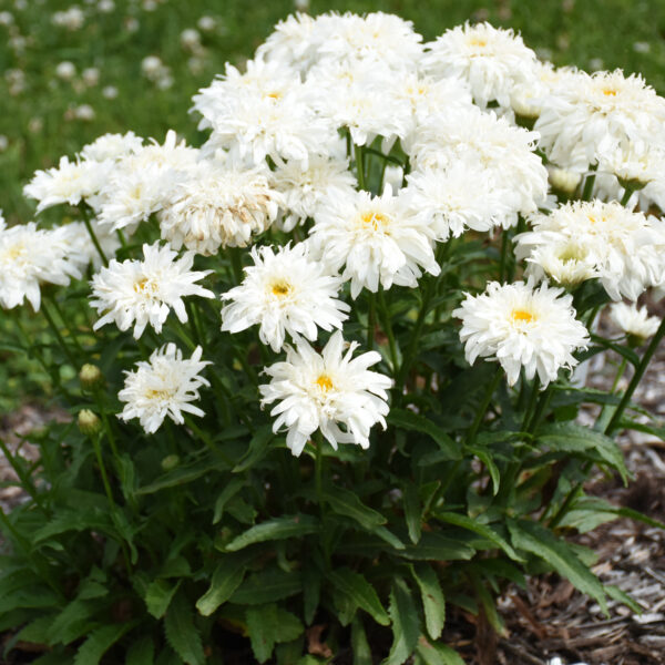 AMAZING DAISIES® 'Marshmallow' Shasta Daisy