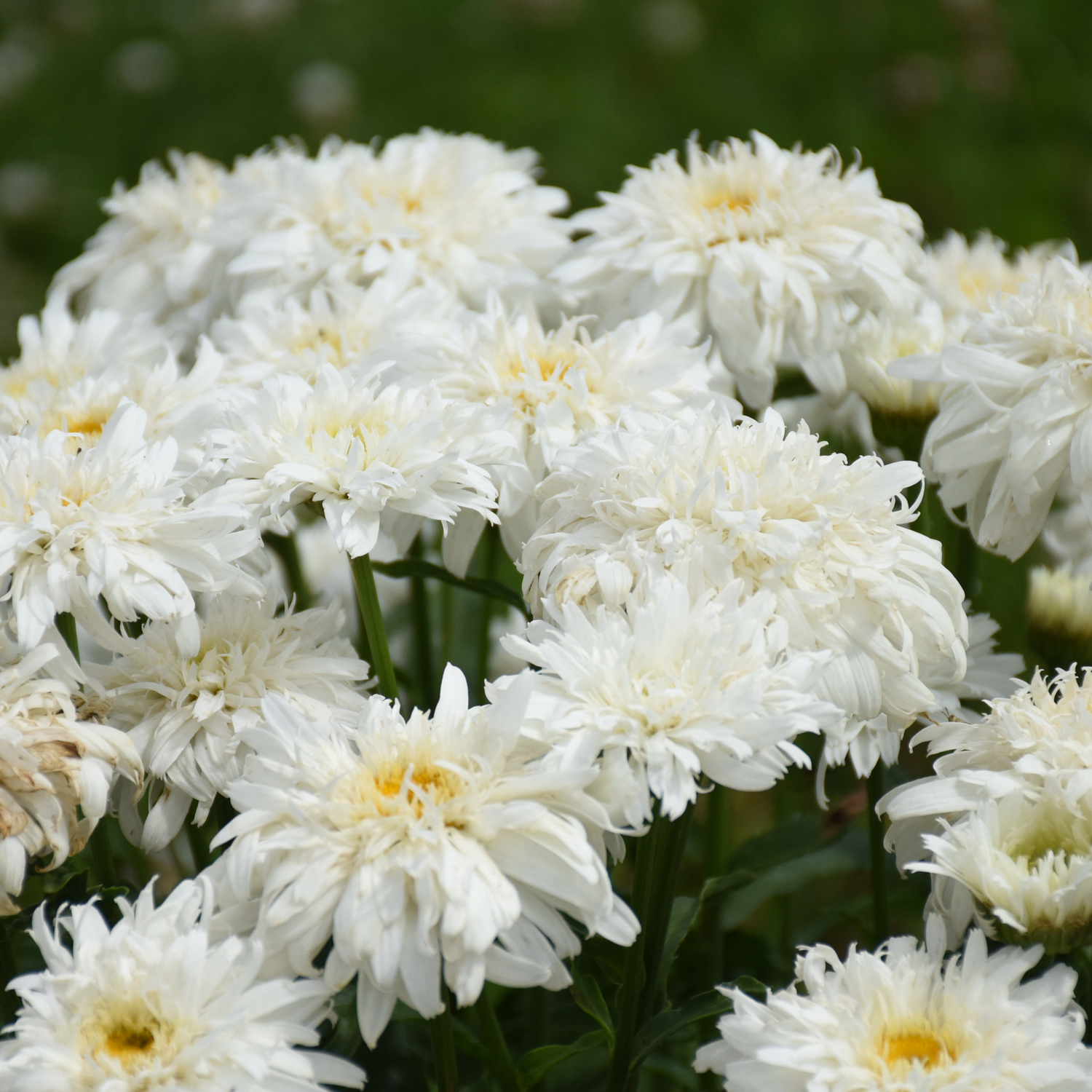 Leucanthemum AMAZING DAISIES® 'Marshmallow' - Garden Crossings