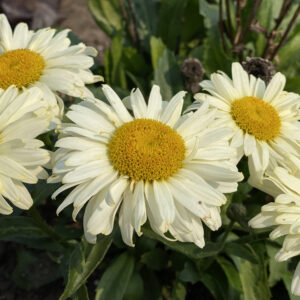 AMAZING DAISIES® 'Banana Cream II' Shasta Daisy