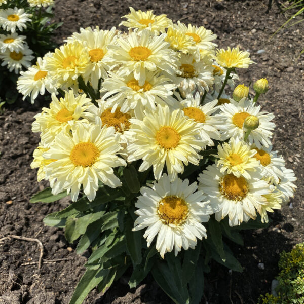 AMAZING DAISIES® 'Banana Cream II' Shasta Daisy