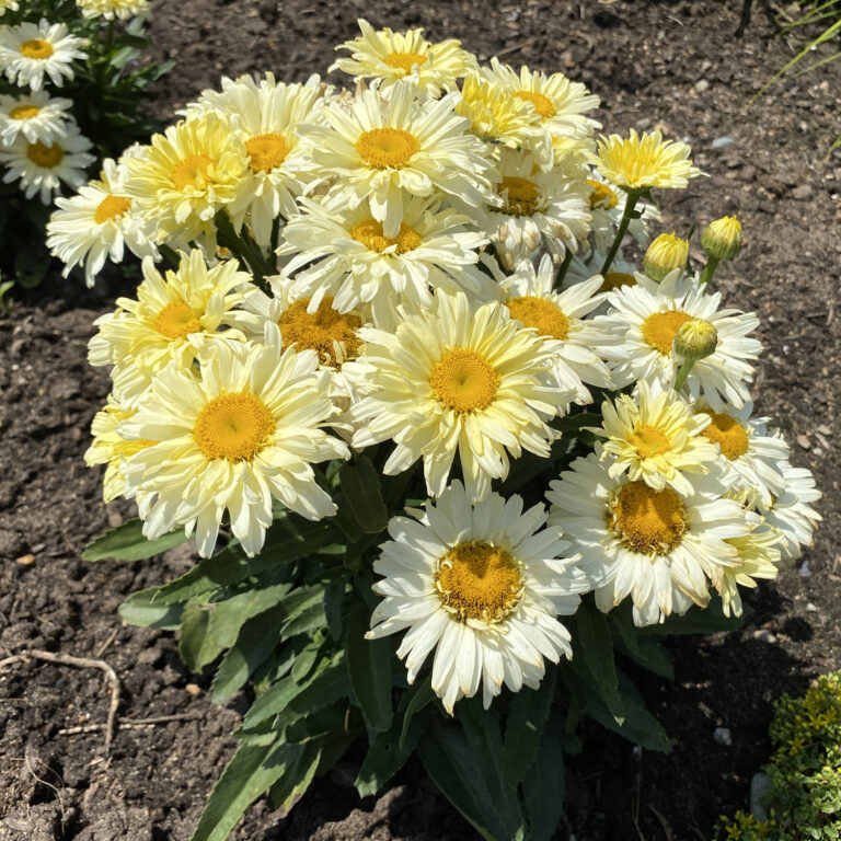 AMAZING DAISIES® 'Banana Cream II' Shasta Daisy Garden Crossings