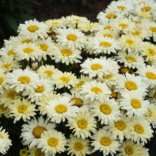 AMAZING DAISIES® 'Banana Cream II' Shasta Daisy