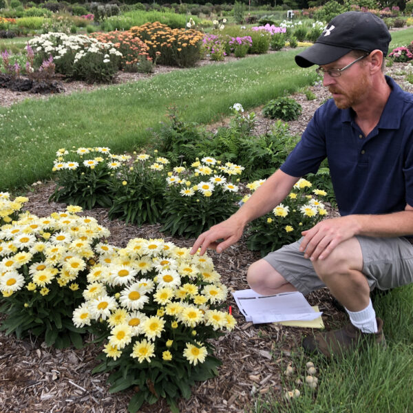 AMAZING DAISIES® 'Banana Cream II' Shasta Daisy