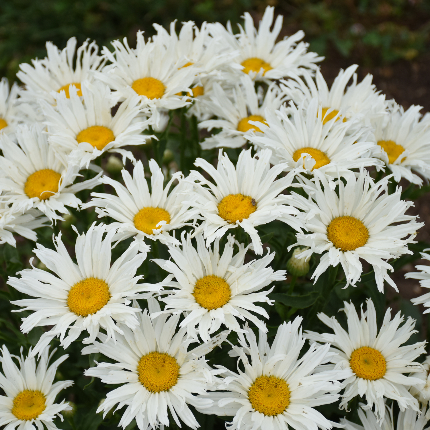 Leucanthemum AMAZING DAISIES® 'Spun Silk' - Garden Crossings