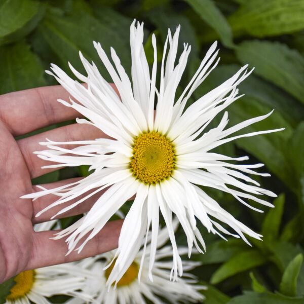 AMAZING DAISIES® 'Spun Silk' Shasta Daisy