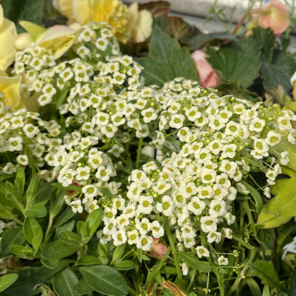 MOONLIGHT KNIGHT® Lobularia - Image 2