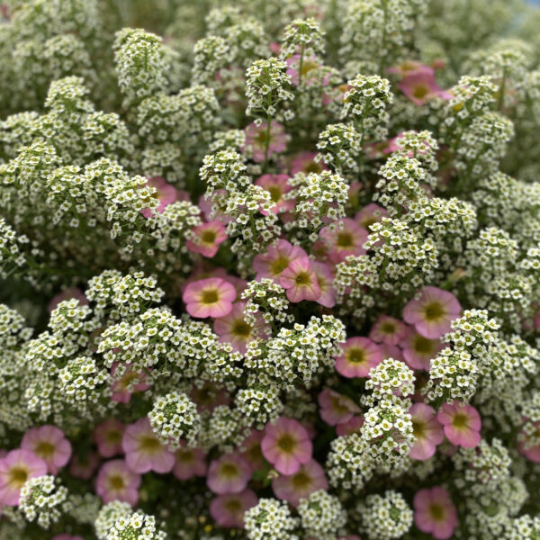 MOONLIGHT KNIGHT® Lobularia - Image 3