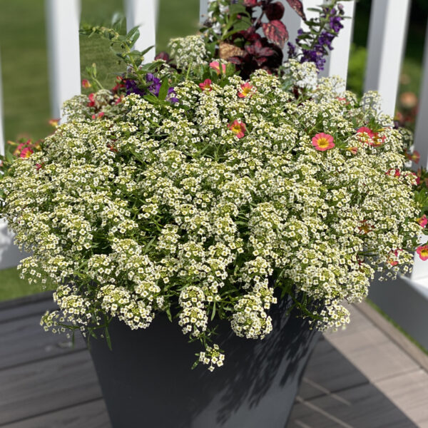 MOONLIGHT KNIGHT® Lobularia
