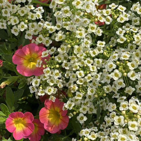 MOONLIGHT KNIGHT® Lobularia - Image 4