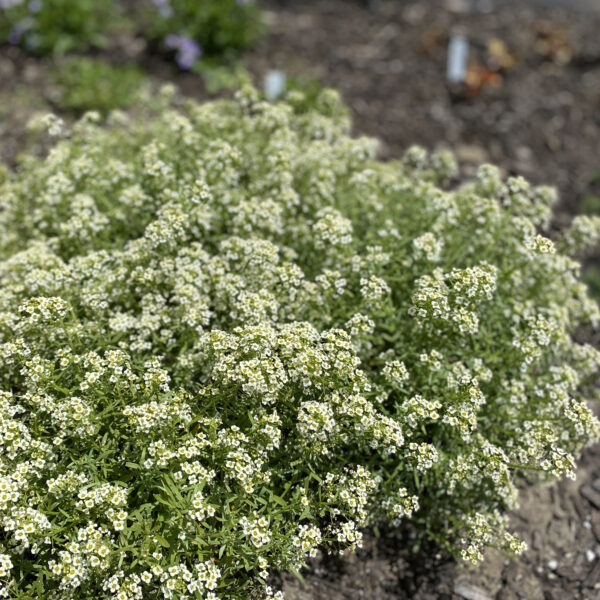 MOONLIGHT KNIGHT® Lobularia - Image 6