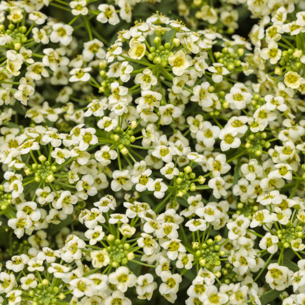 MOONLIGHT KNIGHT® Lobularia - Image 7