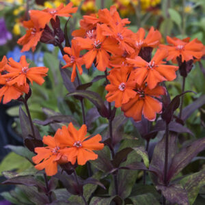 Lychnis - Maltese Cross