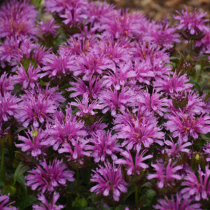 'Leading Lady Amethyst' Monarda (Bee Balm)