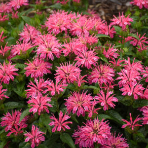 'Leading Lady Pink' monarda (bee balm)