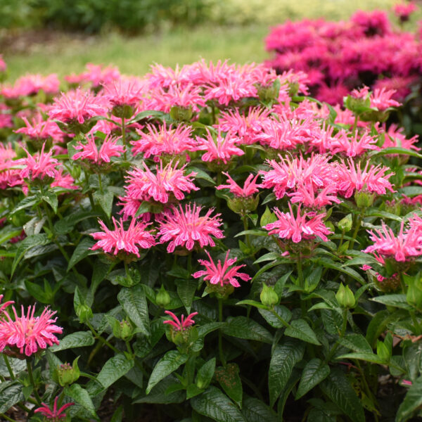 'Leading Lady Pink' monarda (bee balm)