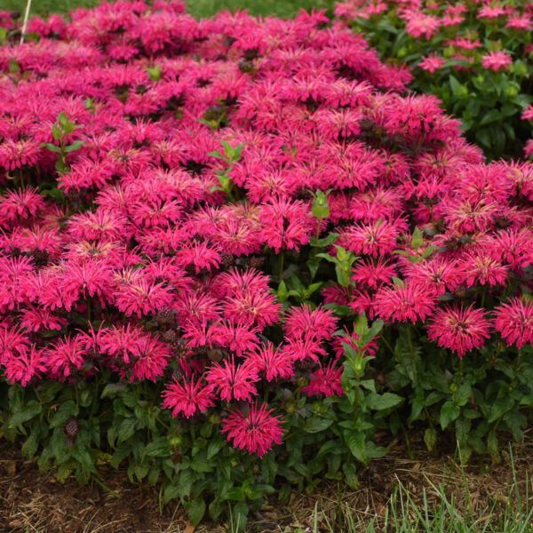 Monarda 'Leading Lady Razzberry' (Bee Balm)