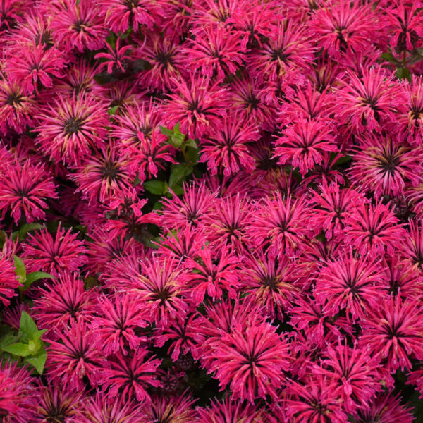 Monarda 'Leading Lady Razzberry' (Bee Balm)