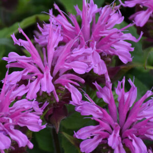 Monarda 'Pardon My Lavender II' (Bee Balm)