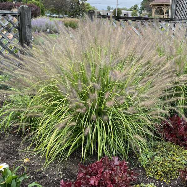 PRAIRIE WINDS® 'Lemon Squeeze' Pennisetum