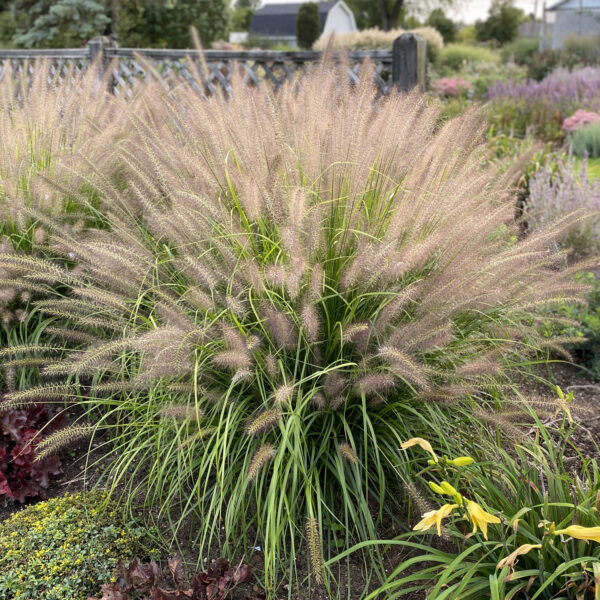 PRAIRIE WINDS® 'Lemon Squeeze' Pennisetum