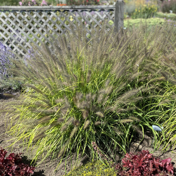PRAIRIE WINDS® 'Lemon Squeeze' Pennisetum