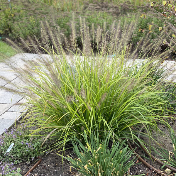 PRAIRIE WINDS® 'Lemon Squeeze' Pennisetum