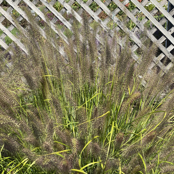 PRAIRIE WINDS® 'Lemon Squeeze' Pennisetum