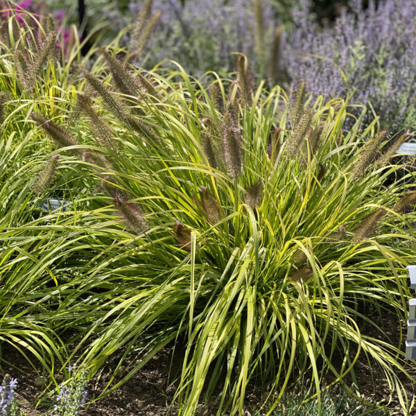 PRAIRIE WINDS® 'Lemon Squeeze' Pennisetum